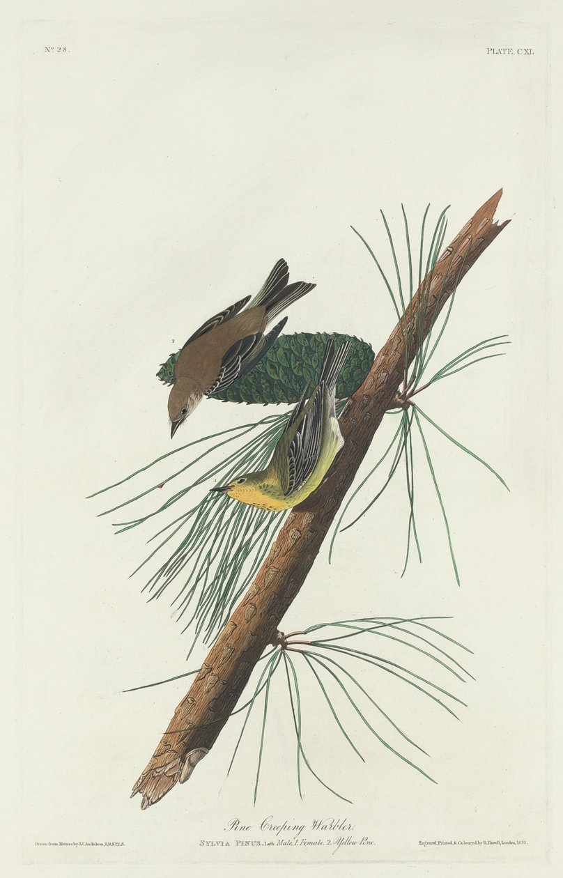 Çam Sürünen Ötleğen by Robert Havell after John James Audubon
