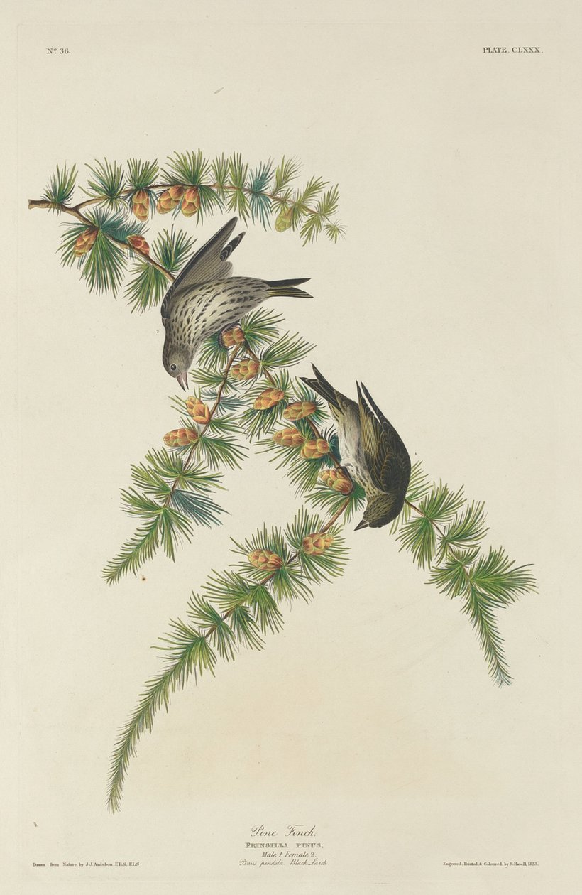 çam ispinozu by Robert Havell after John James Audubon