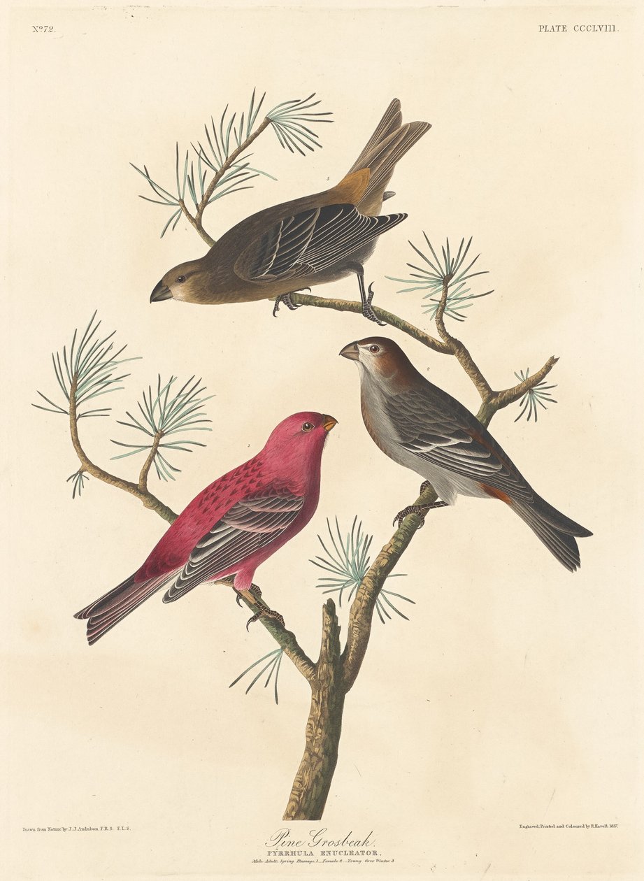 Çam Grosgaga by Robert Havell after John James Audubon