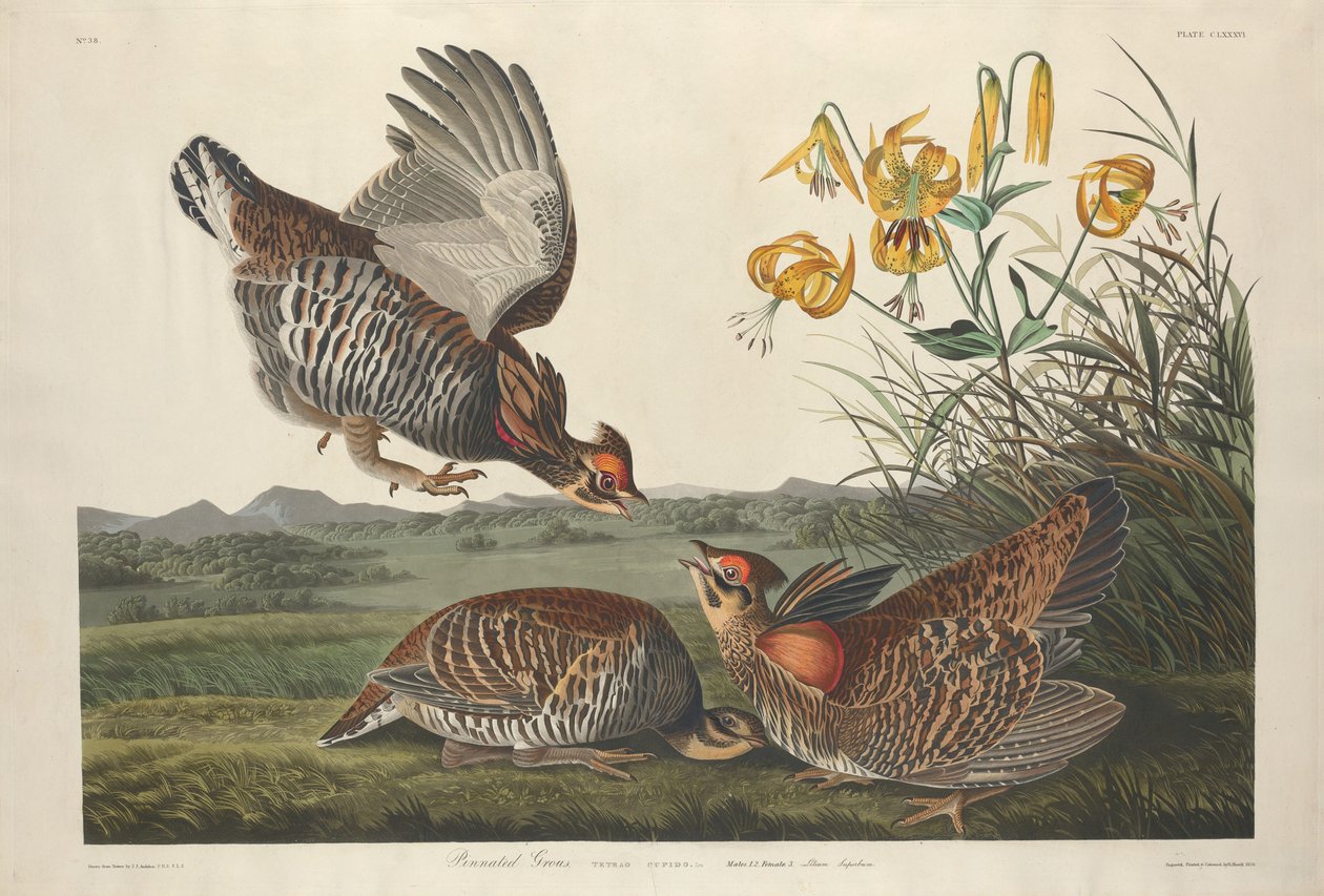 iğnelenmiş orman tavuğu by Robert Havell after John James Audubon