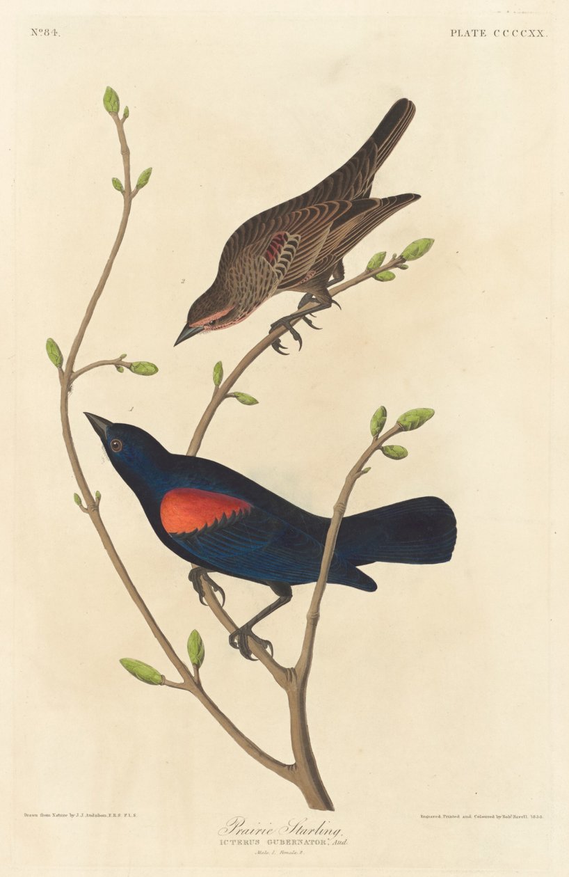 çayır sığırcığı by Robert Havell after John James Audubon