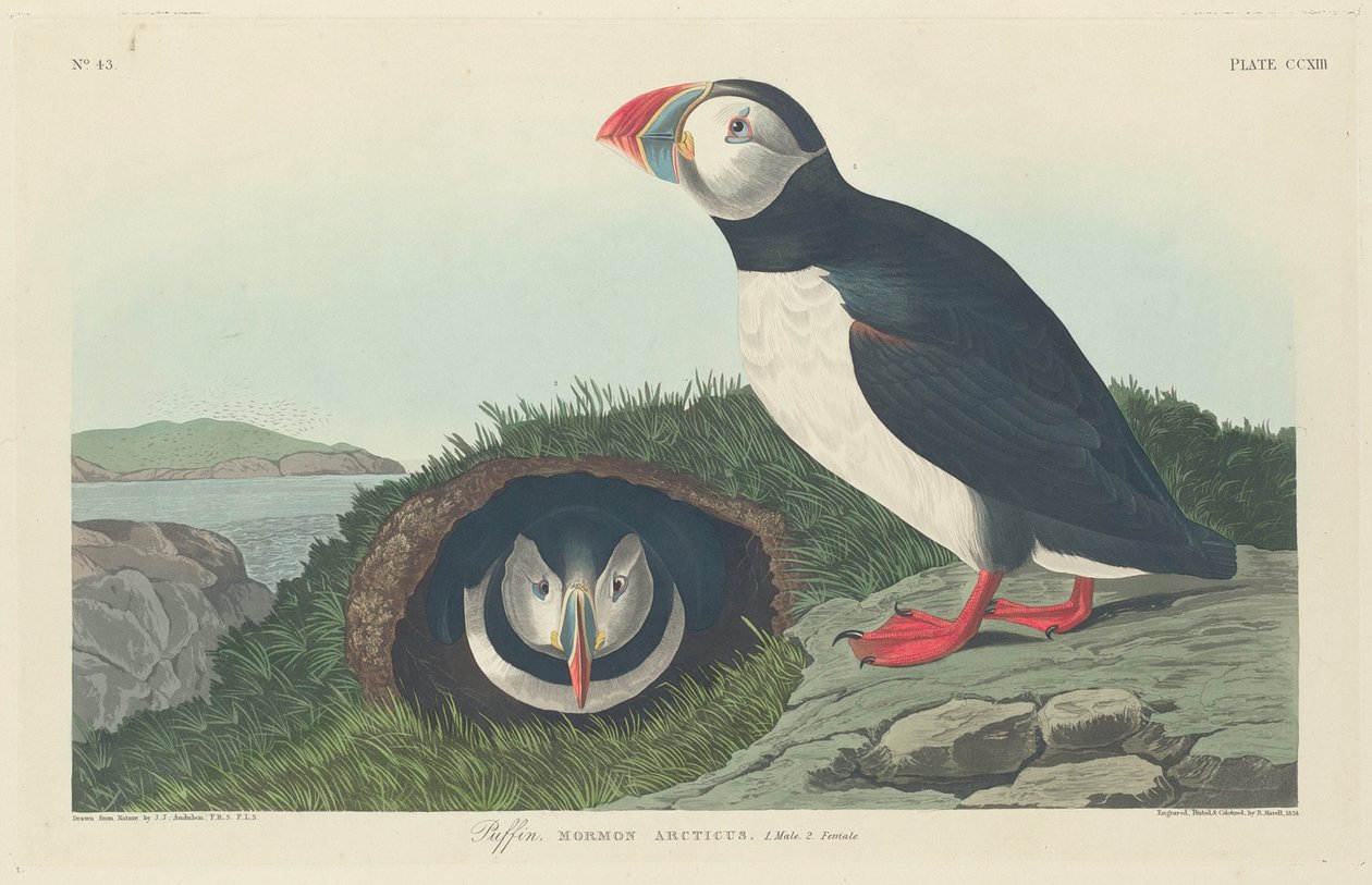 martı by Robert Havell after John James Audubon