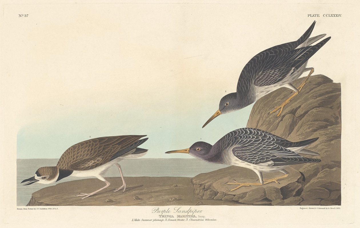 mor çulluk by Robert Havell after John James Audubon