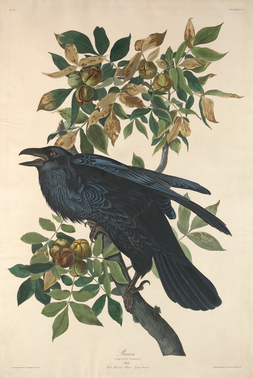 kuzgun by Robert Havell after John James Audubon