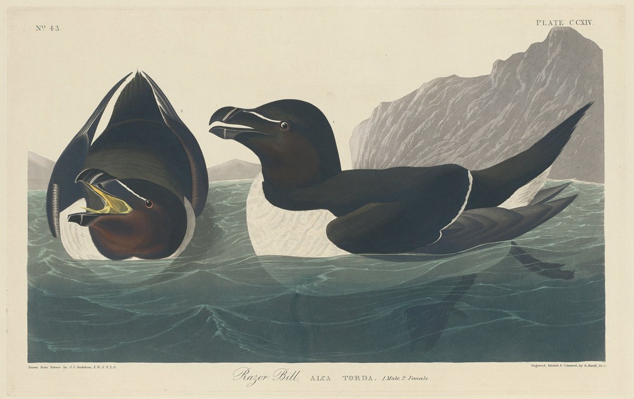 jilet faturası by Robert Havell after John James Audubon