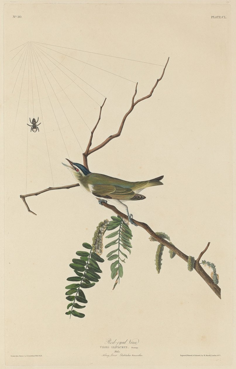 Kırmızı Gözlü Vireo by Robert Havell after John James Audubon