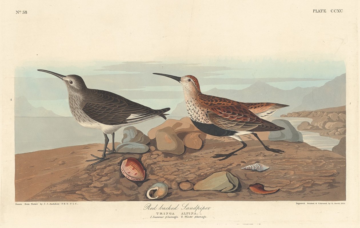Kızıl Sırtlı Sandpiper by Robert Havell after John James Audubon