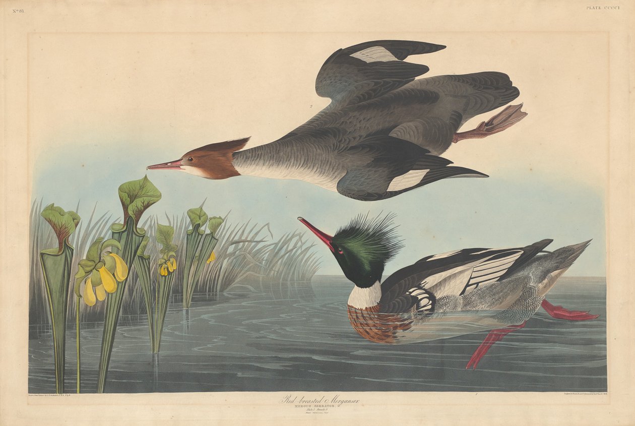 Kırmızı göğüslü Merganser by Robert Havell after John James Audubon