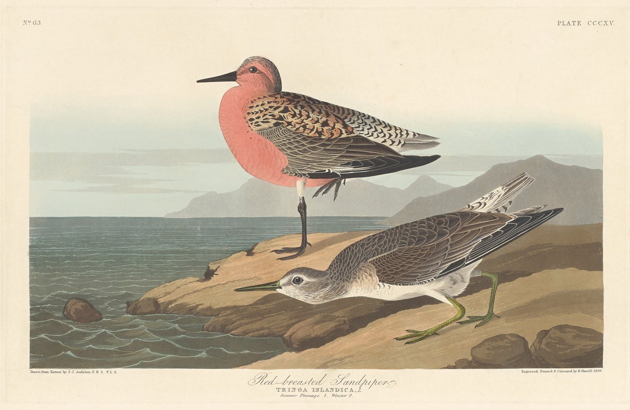 Kızıl Göğüslü Sandpiper by Robert Havell after John James Audubon