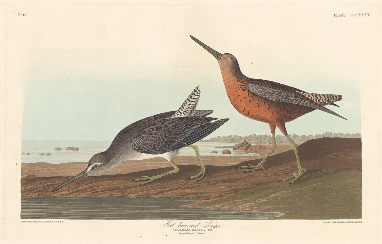 kırmızı göğüslü su çulluğu by Robert Havell after John James Audubon