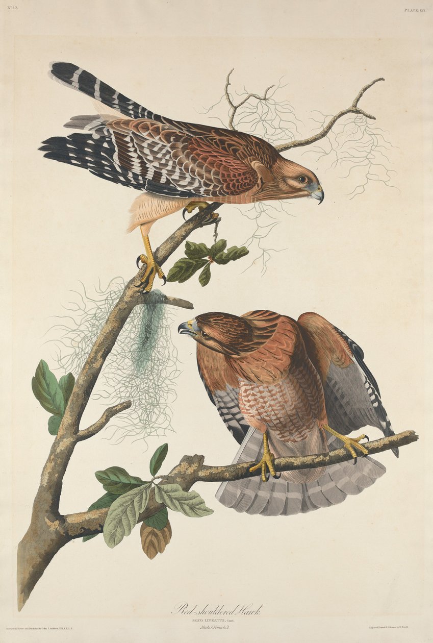 kırmızı omuzlu şahin by Robert Havell after John James Audubon