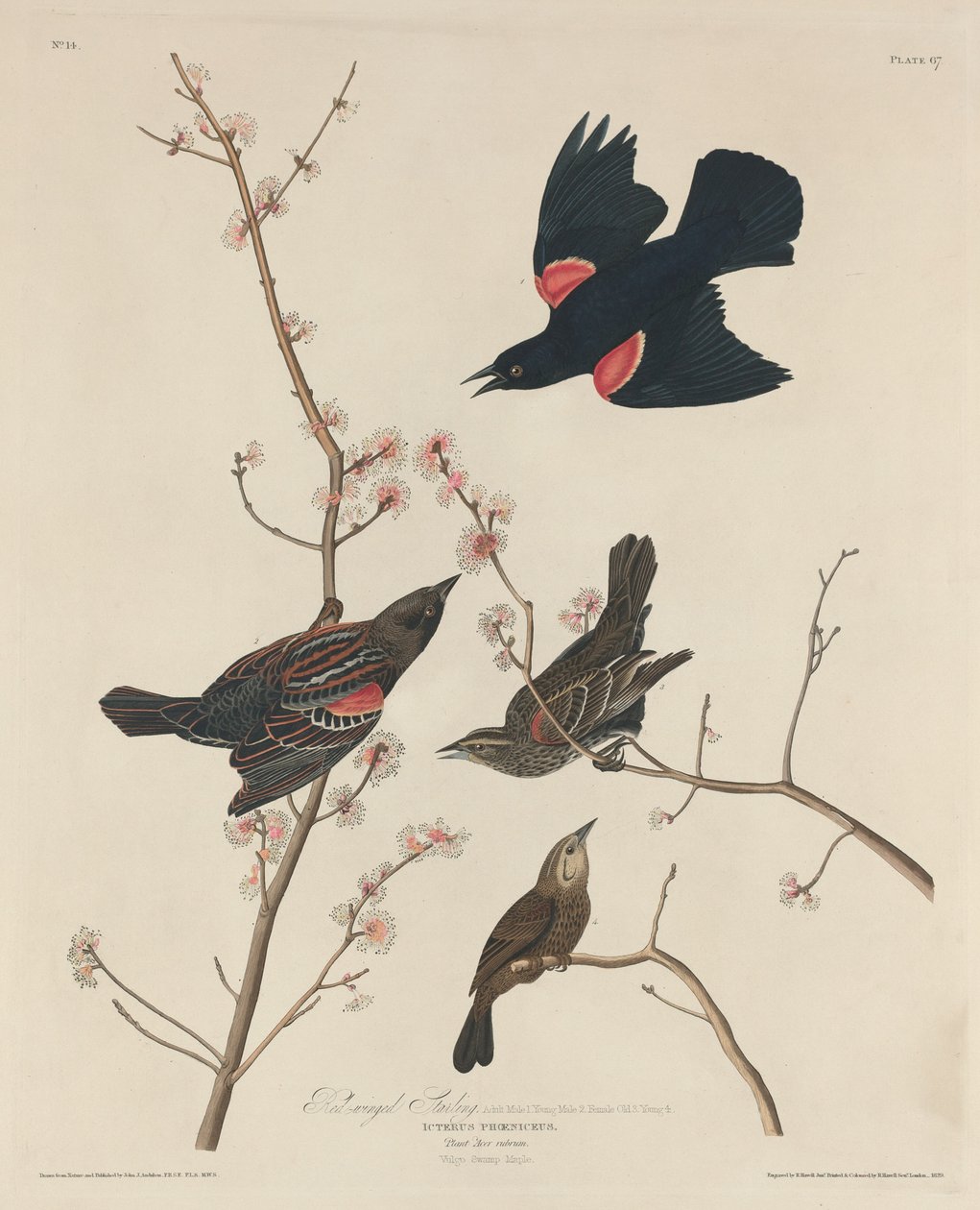 kırmızı kanatlı sığırcık by Robert Havell after John James Audubon