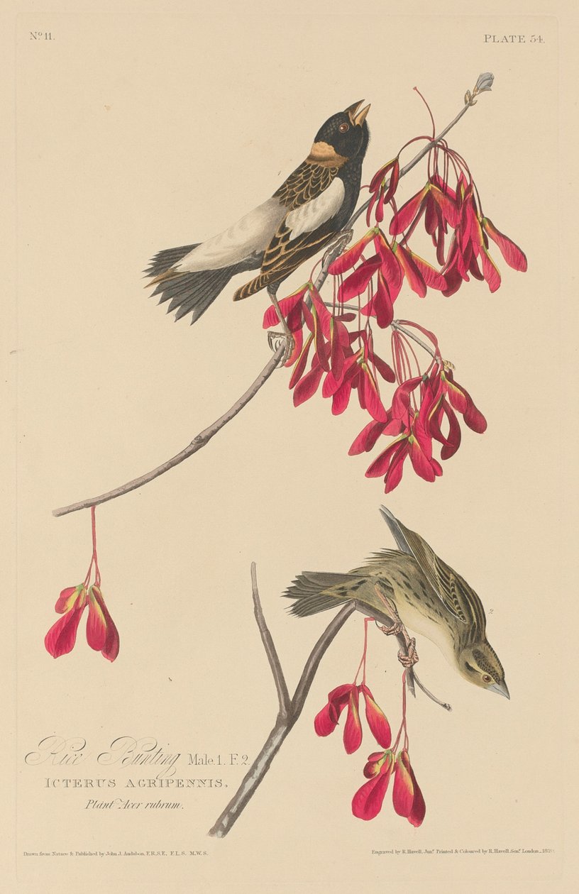 pirinç kiraz kuşu by Robert Havell after John James Audubon