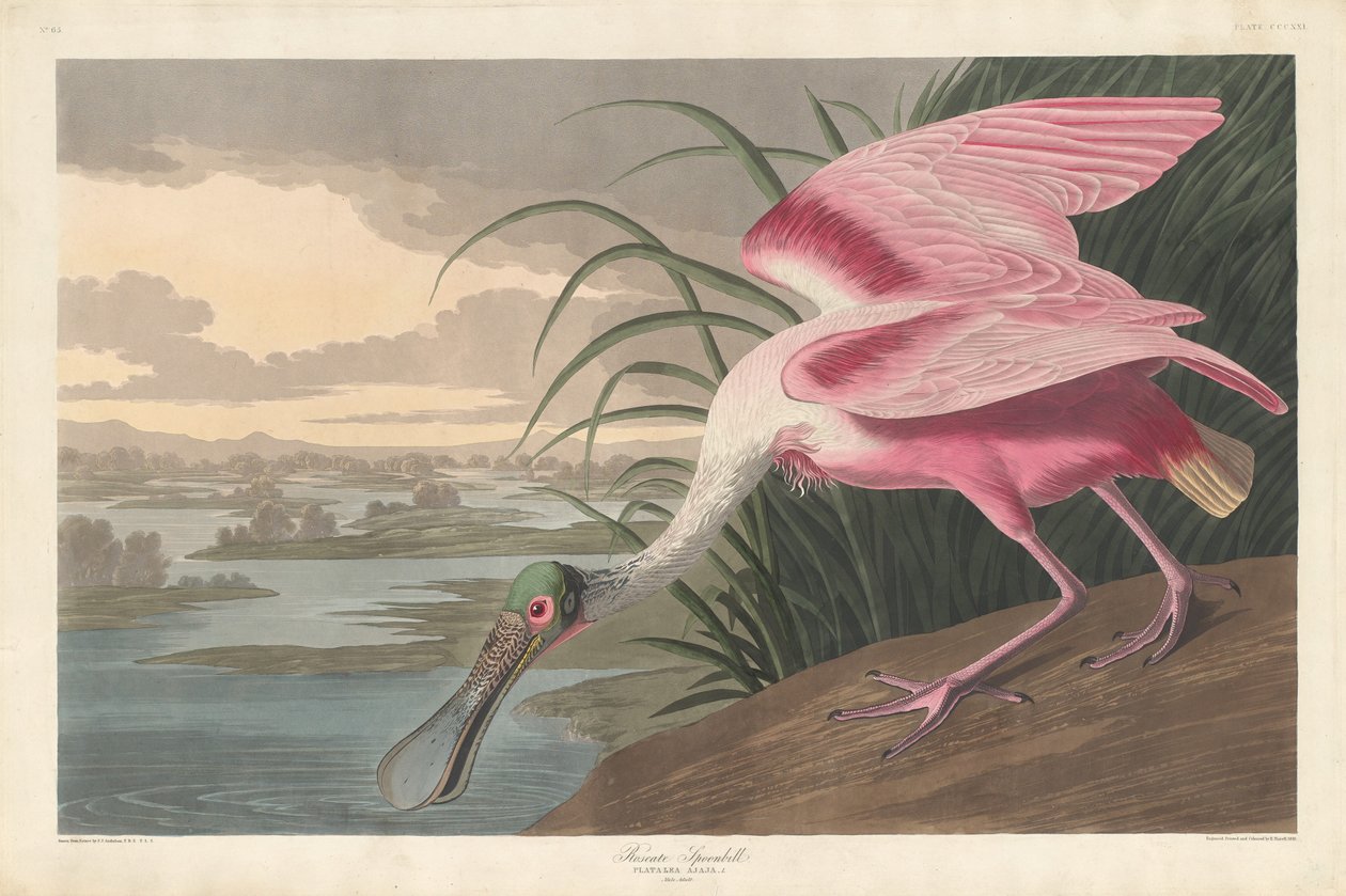 Roseate Kaşık Gagası by Robert Havell after John James Audubon