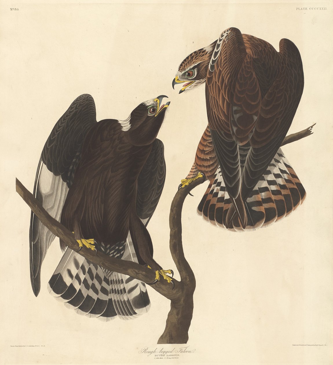 kaba bacaklı şahin by Robert Havell after John James Audubon
