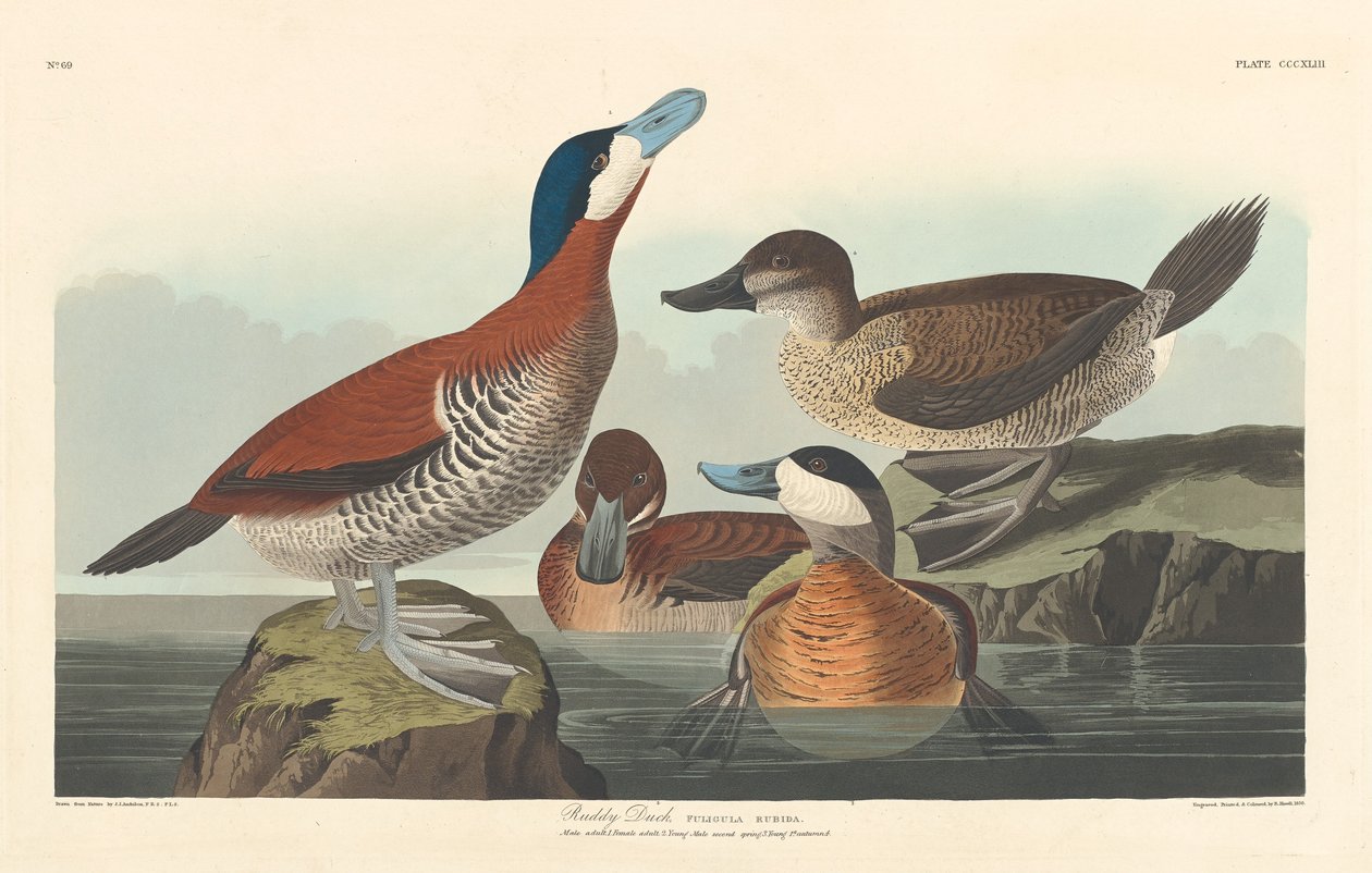 kırmızı ördek by Robert Havell after John James Audubon