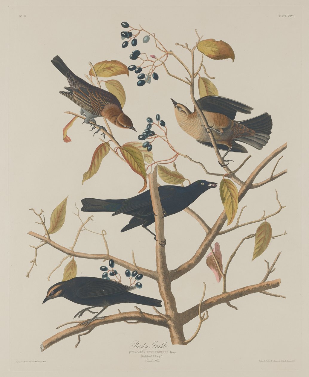paslı grakle by Robert Havell after John James Audubon