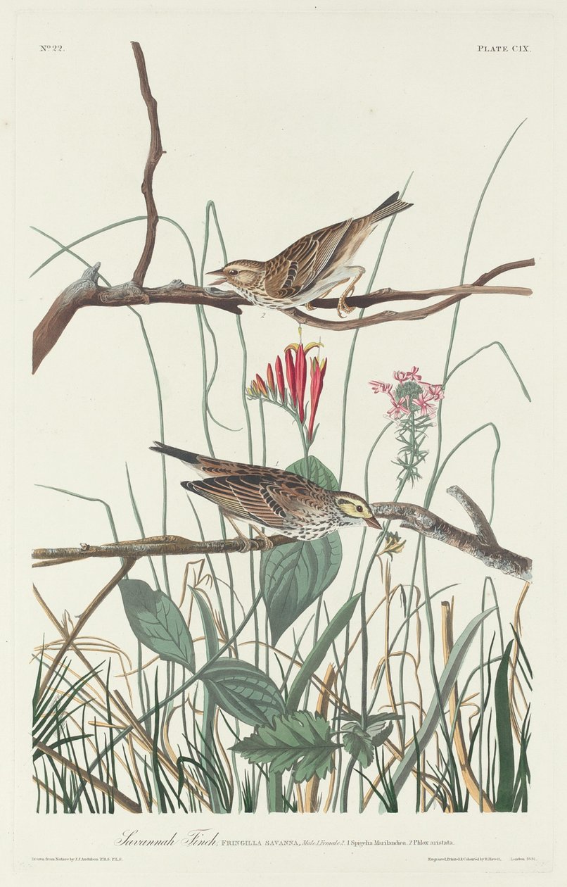 Savannah Finch by Robert Havell after John James Audubon