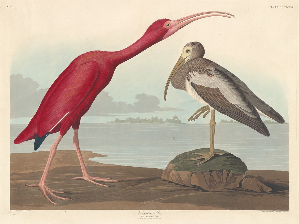 kızıl aynak by Robert Havell after John James Audubon