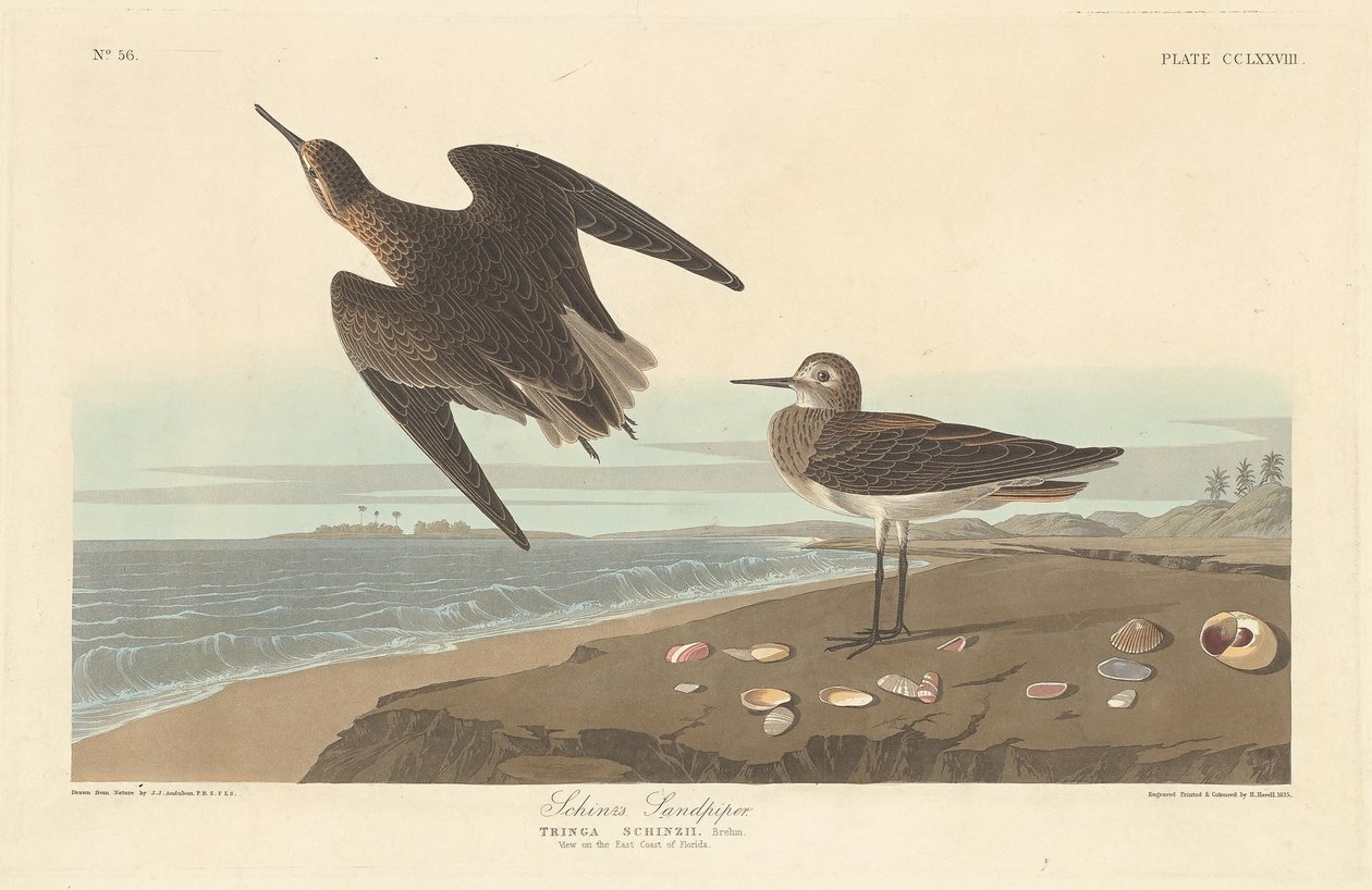 Schinz'in Sandpiper by Robert Havell after John James Audubon