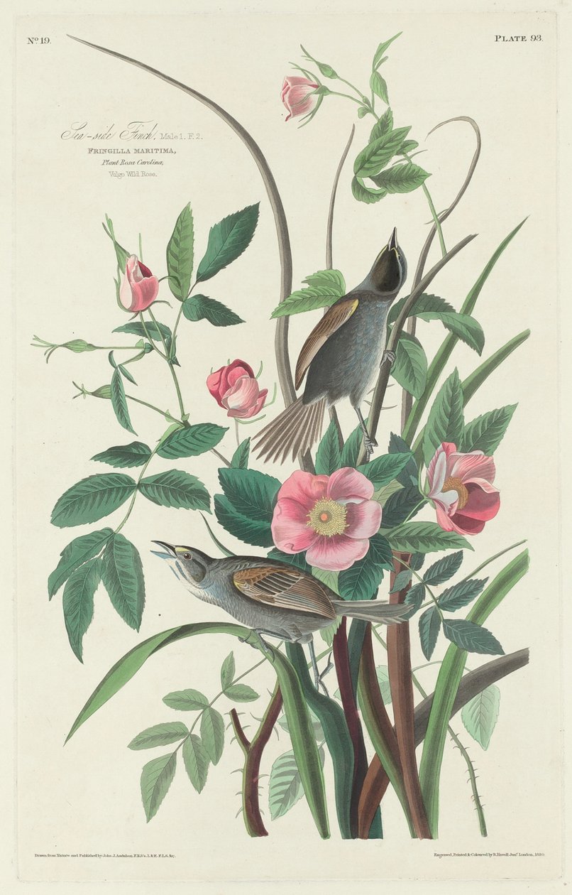 deniz kenarı ispinozu by Robert Havell after John James Audubon