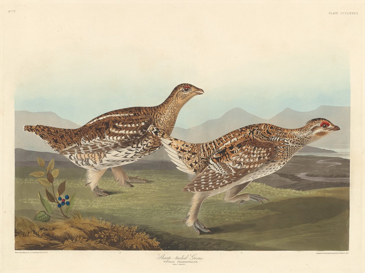 Keskin Kuyruklu Orman Tavuğu by Robert Havell after John James Audubon
