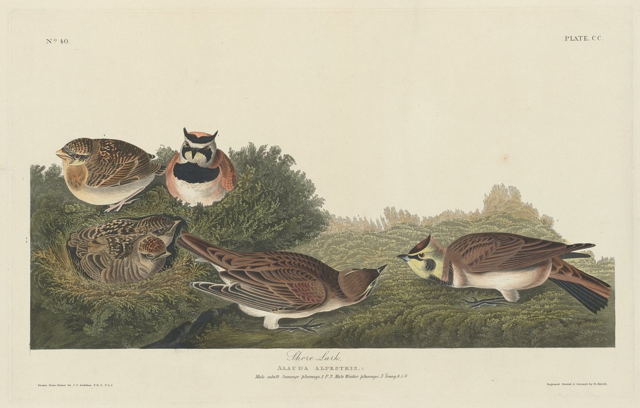 kıyı tarlası by Robert Havell after John James Audubon