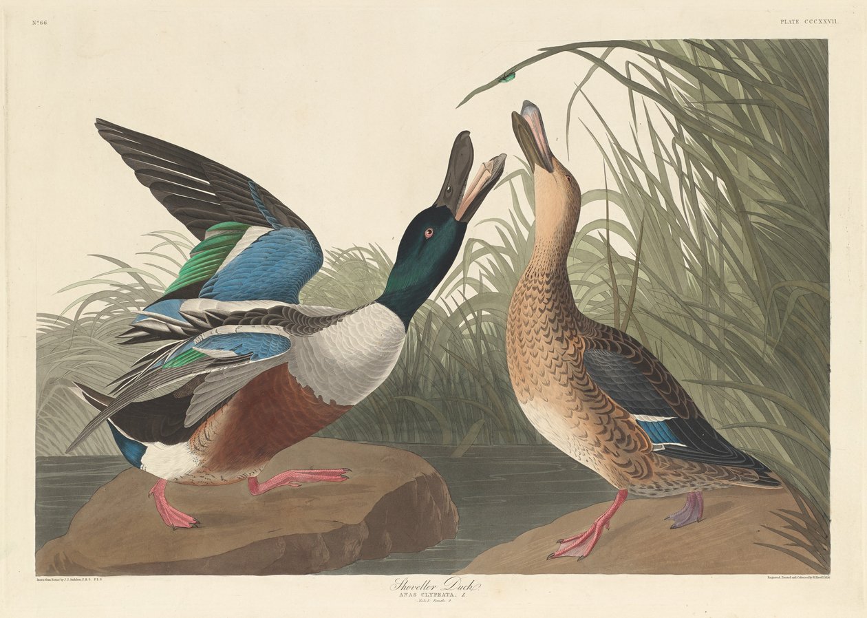 kürekçi ördek by Robert Havell after John James Audubon