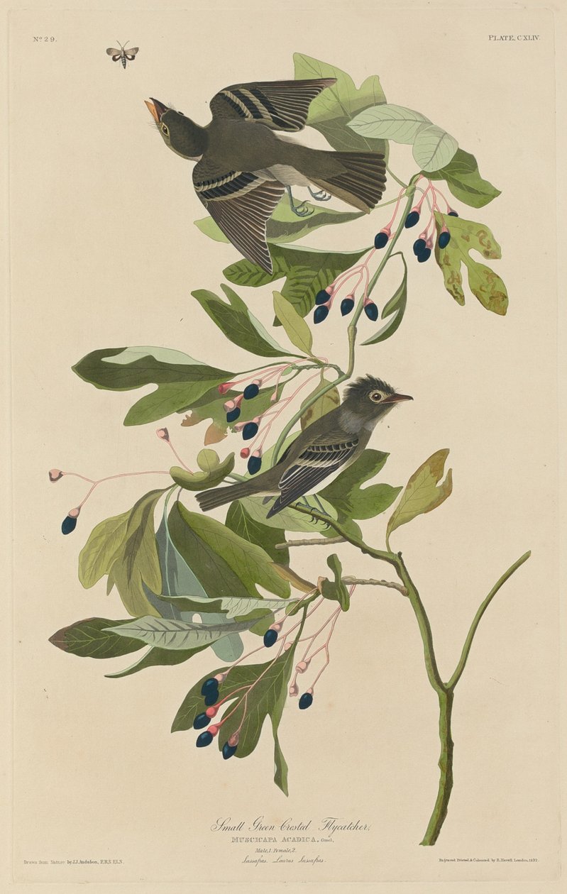 Küçük Yeşil Tepeli Sinekkapan by Robert Havell after John James Audubon