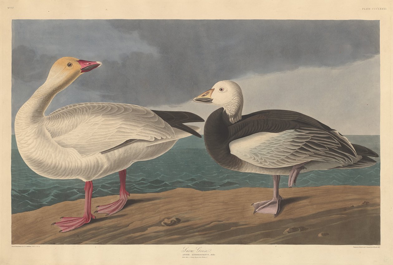 Kar kazı by Robert Havell after John James Audubon