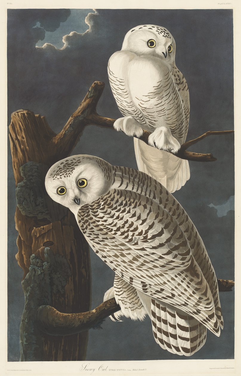 kar baykuşu by Robert Havell after John James Audubon
