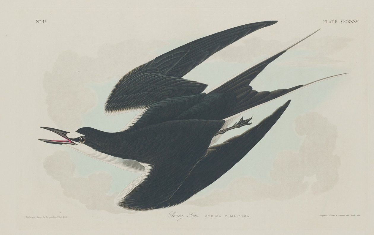 isli sumru by Robert Havell after John James Audubon