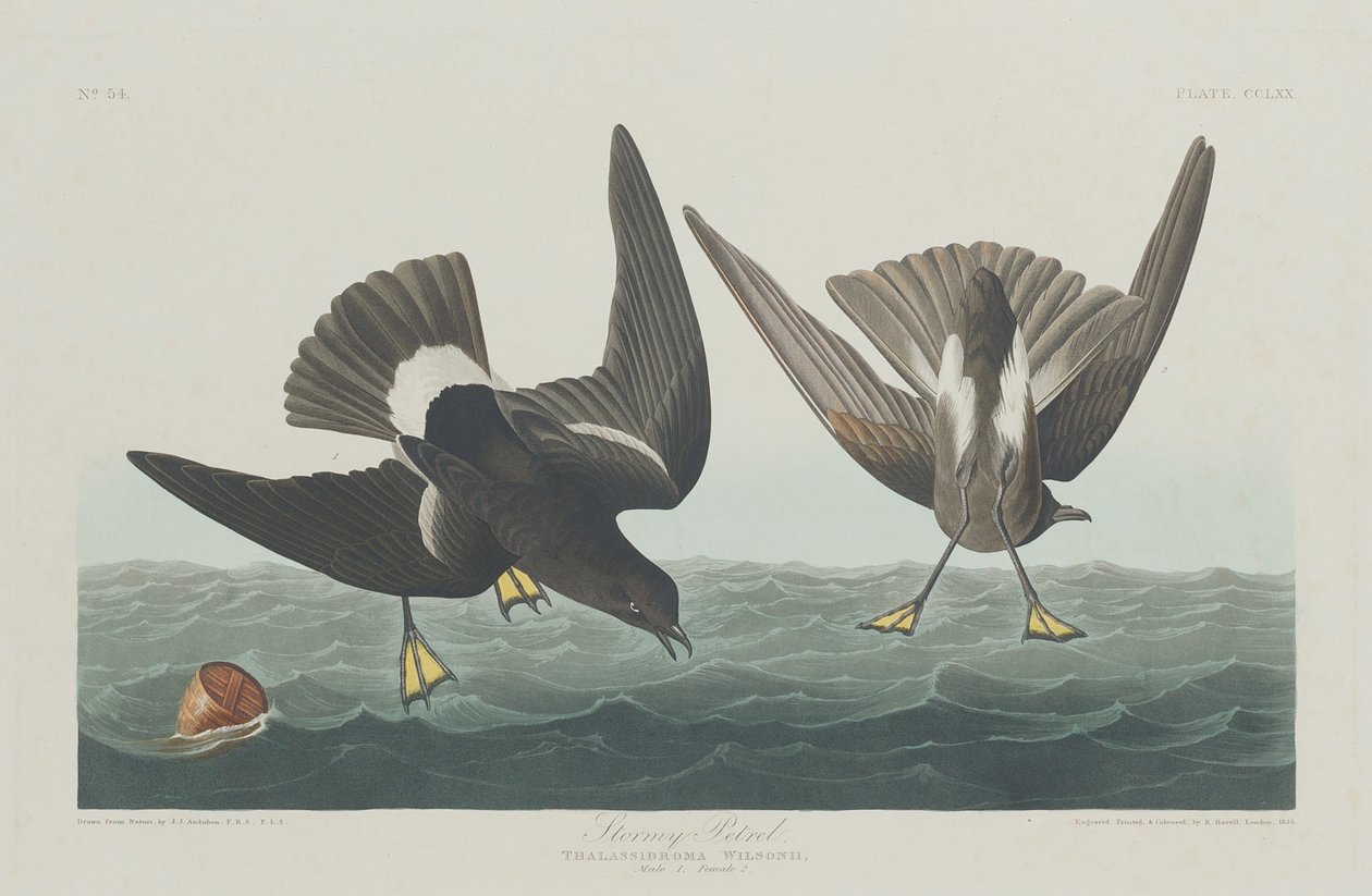 fırtınalı kuş by Robert Havell after John James Audubon