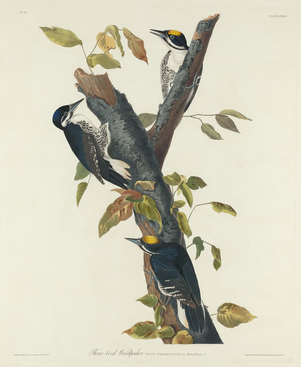 Üç Parmaklı Ağaçkakan by Robert Havell after John James Audubon