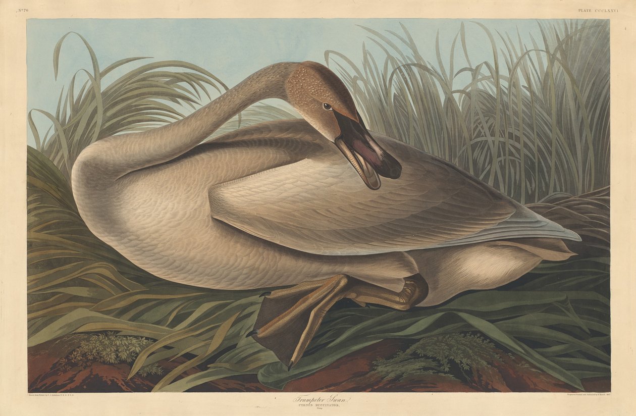 Trompetçi Kuğu by Robert Havell after John James Audubon