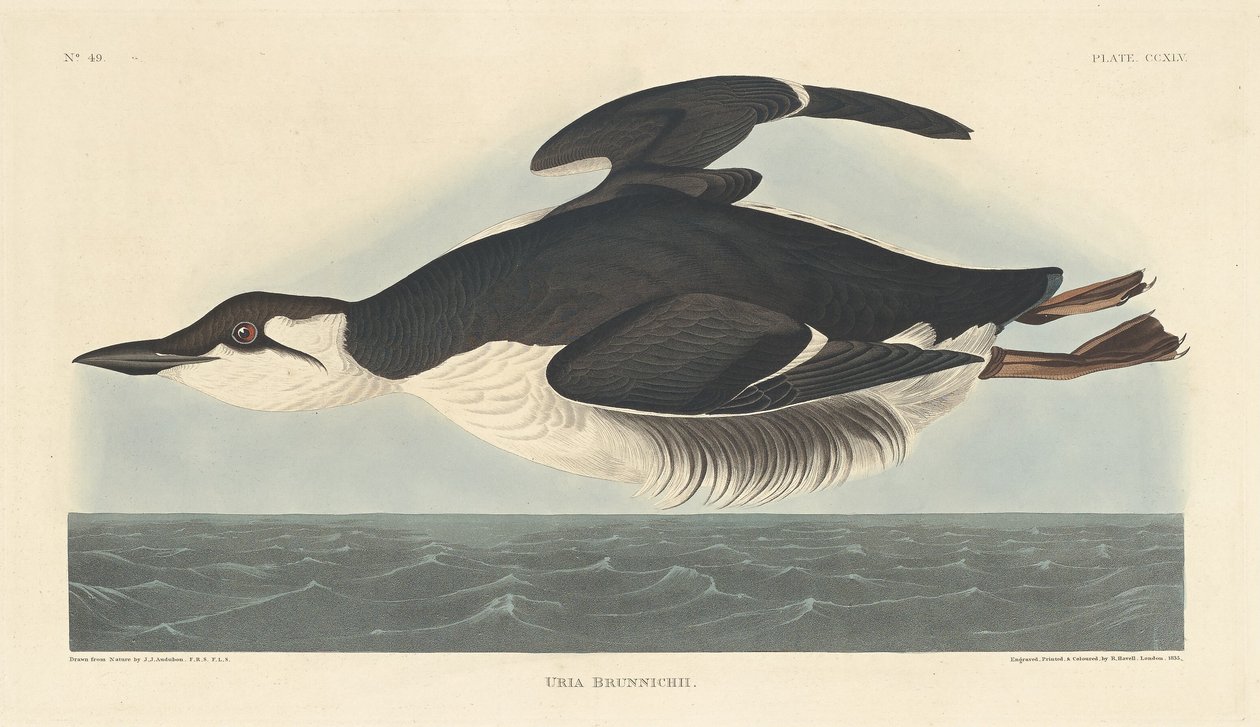 Uria Brunnichii by Robert Havell after John James Audubon