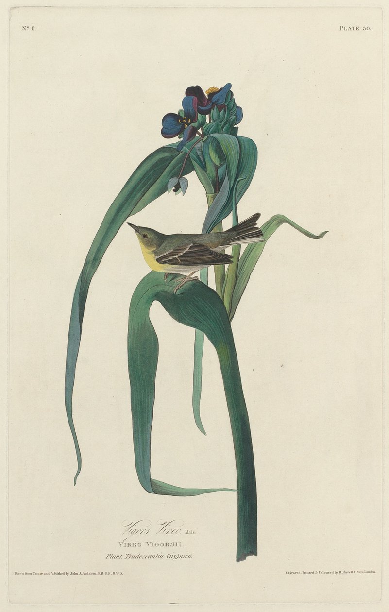 canlılık by Robert Havell after John James Audubon