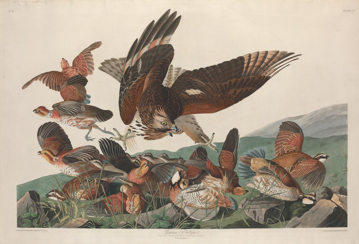 virjinya kekliği by Robert Havell after John James Audubon