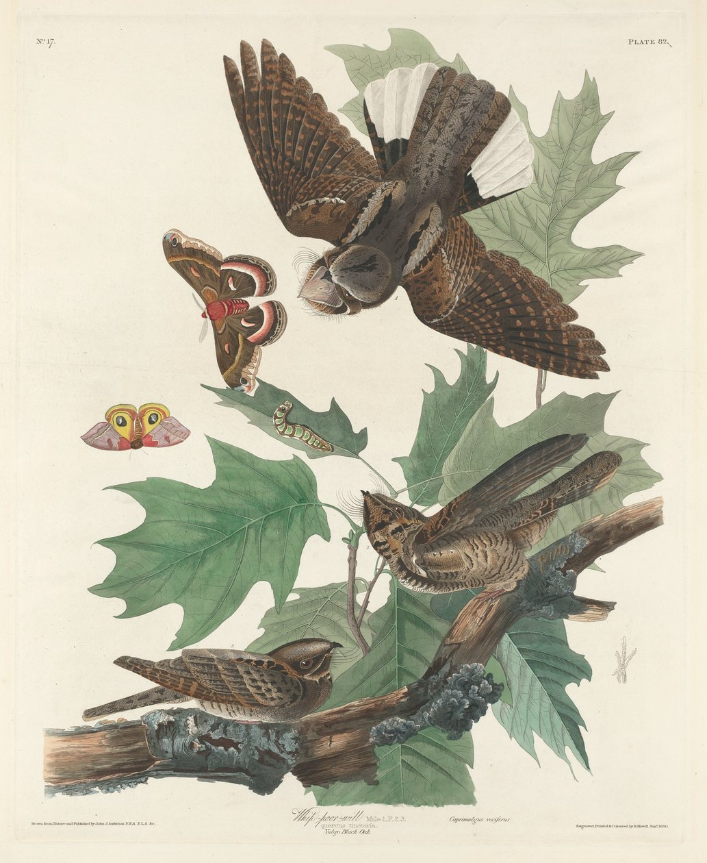 kırbaç-fakir-irade by Robert Havell after John James Audubon