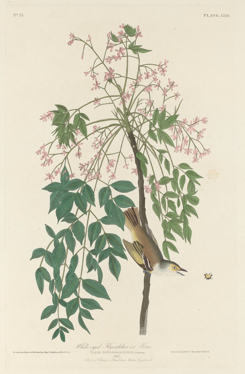 Beyaz gözlü Sinek Avcısı by Robert Havell after John James Audubon