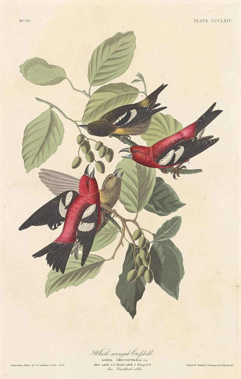 Beyaz kanatlı çapraz fatura by Robert Havell after John James Audubon