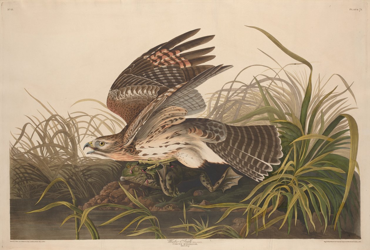 Kış Şahini by Robert Havell after John James Audubon