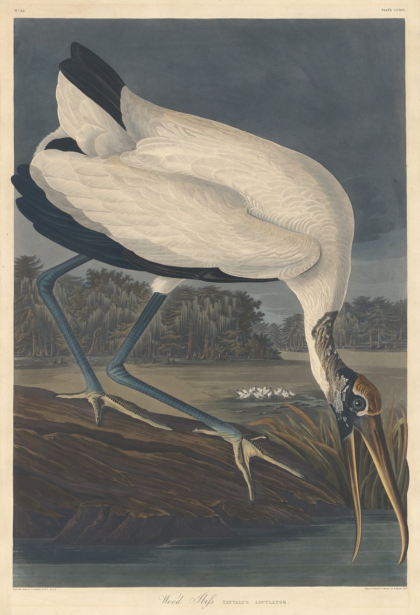Ahşap Ibis by Robert Havell after John James Audubon