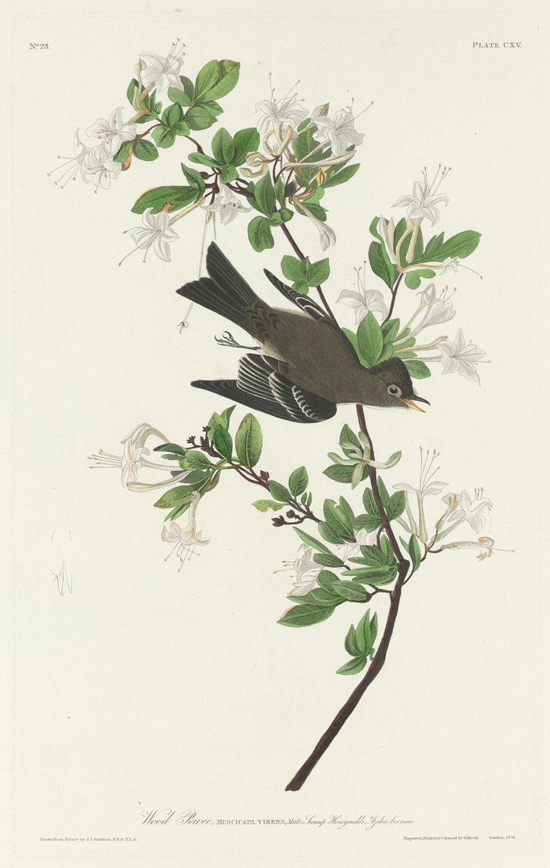 Ahşap Pewee by Robert Havell after John James Audubon