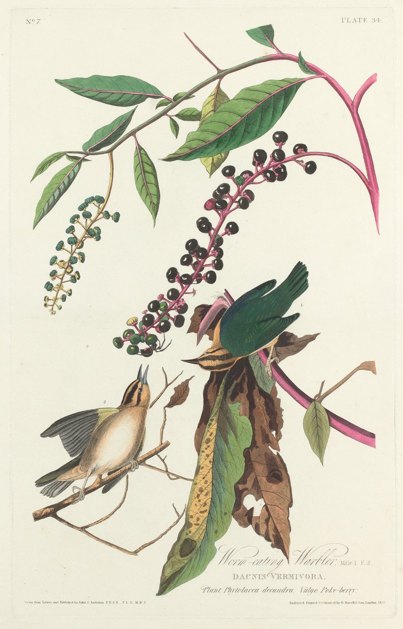 solucan yiyen ötleğen by Robert Havell after John James Audubon