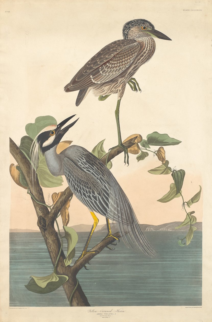 Sarı taçlı balıkçıl by Robert Havell after John James Audubon