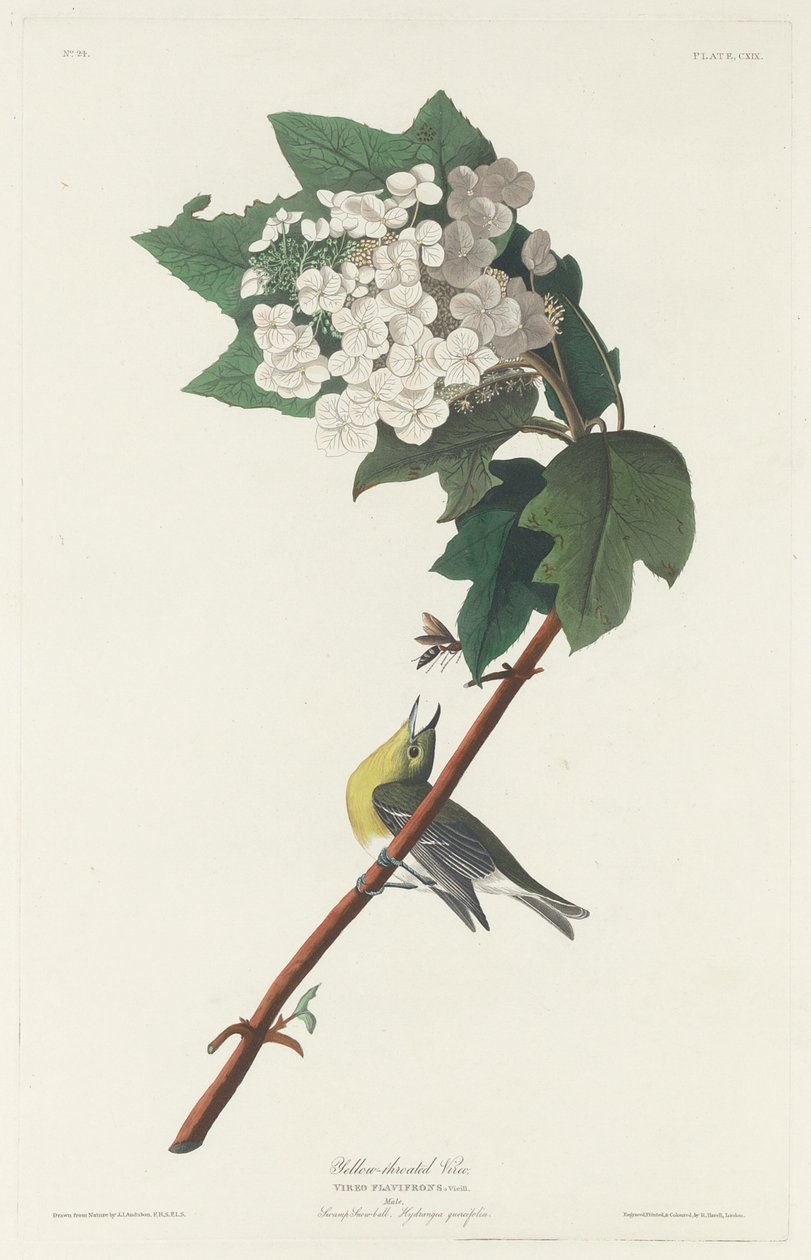 Sarı boğazlı Vireo by Robert Havell after John James Audubon