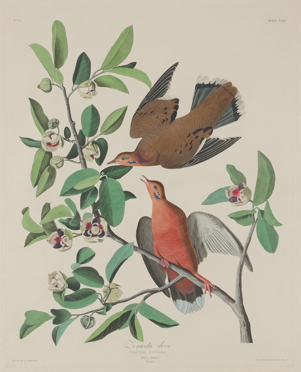 Zenaida güvercini by Robert Havell after John James Audubon