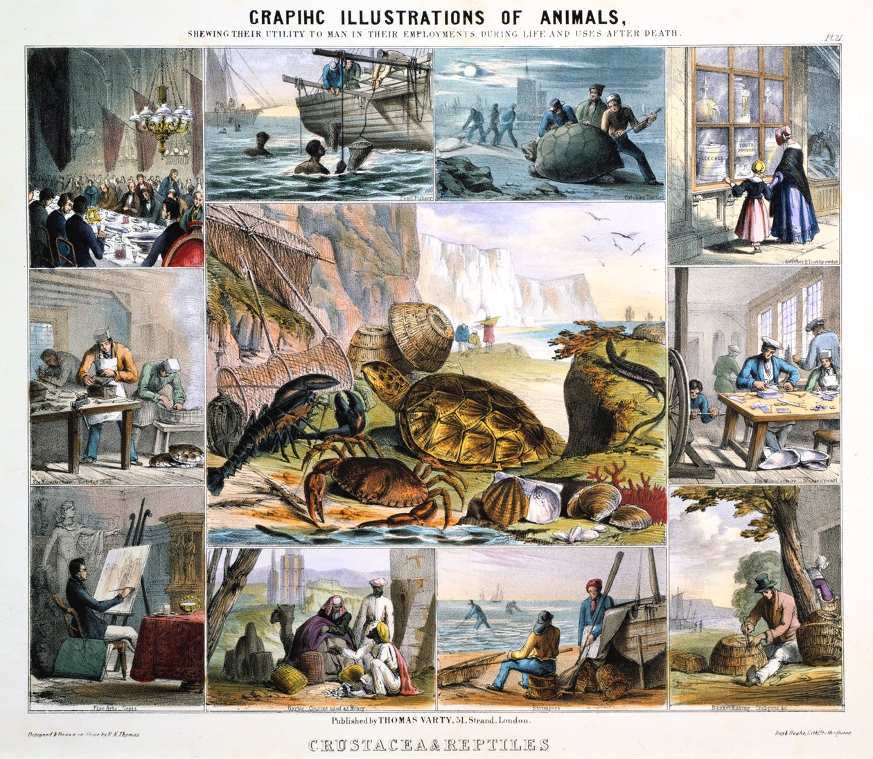 Kabuklular ve Sürüngenler, c1850 by Robert Kent Thomas