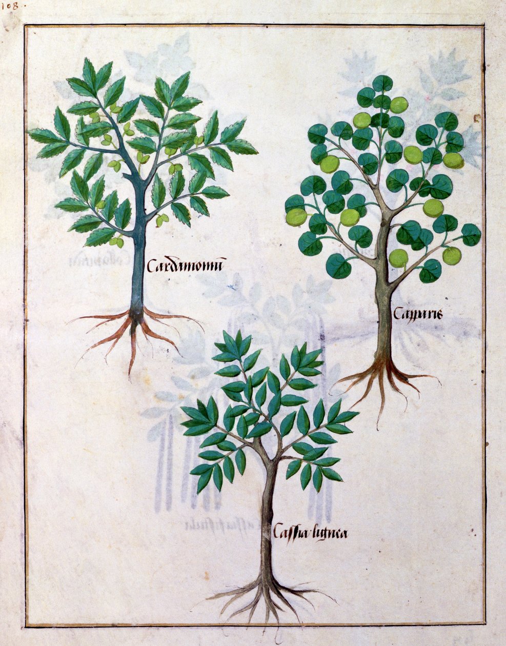 Mattheaus Platearius 165v